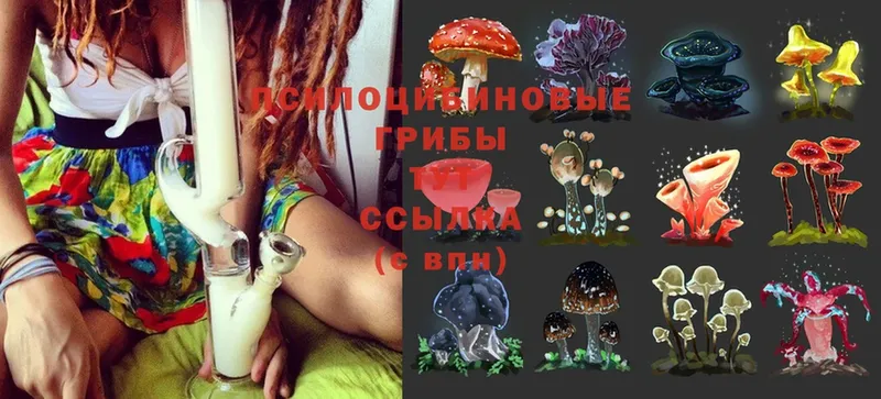 Псилоцибиновые грибы Magic Shrooms  площадка телеграм  Ногинск  купить  цена 